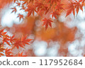 Autumn leaves / autumn image 117952684