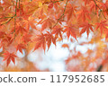 Autumn leaves / autumn image 117952685