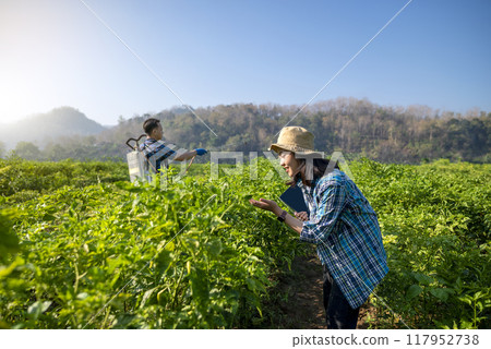 Indonesian farmers people are tending to a field of chili plants 117952738