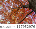 Autumn scenery Beautiful colorful autumn leaves 117952976
