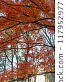 Autumn scenery Beautiful colorful autumn leaves 117952977