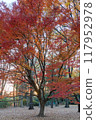 Autumn scenery Beautiful colorful autumn leaves 117952978
