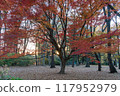 Autumn scenery Beautiful colorful autumn leaves 117952979