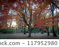 Autumn scenery Beautiful colorful autumn leaves 117952980