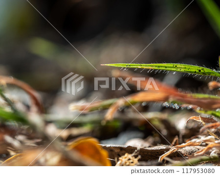 The ground is overgrown and the grass blades are hairy 117953080