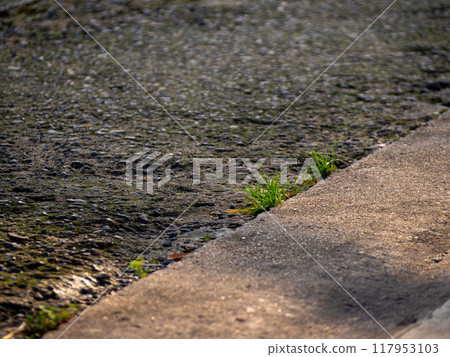 Weeds and moss on the concrete floor are eroded to reveal rocks 117953103