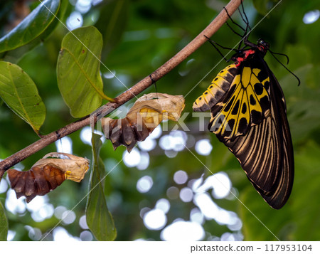 A golden birdwing butterfly has just emerged from her chrysalis A golden birdwing butterfly has just emerged from her chrysalis 117953104