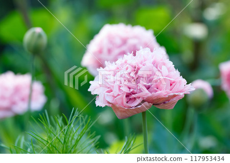 Gorgeous and gentle bloom of pink pompom flowers of Peony-like poppies in the garden among green foliage. Gorgeous and gentle bloom of pink pompom flowers of Peony-like poppies in the garden among green foliage. 117953434