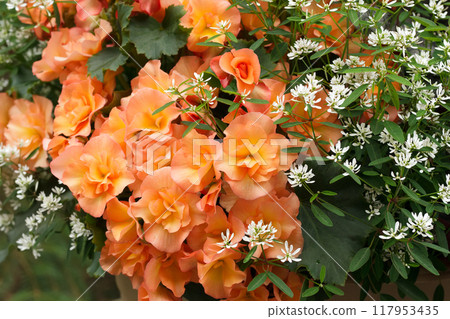 Striking pot mix of flowers - apricot Sunloving begonia (Hiemalis solenia) and white Euphorbia starblast. 117953435