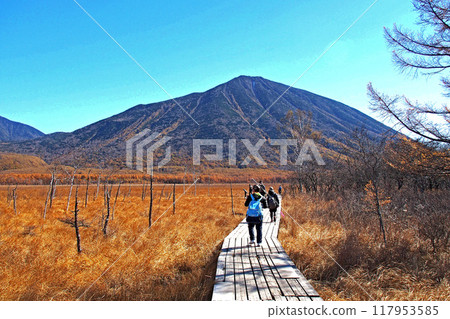 Senjogahara Nature Study Trail in late autumn (near Senjogahara Observatory) [Nikko City, Tochigi Prefecture] 117953585