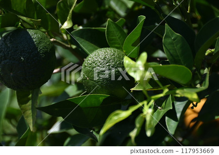 A lush kabosu 117953669