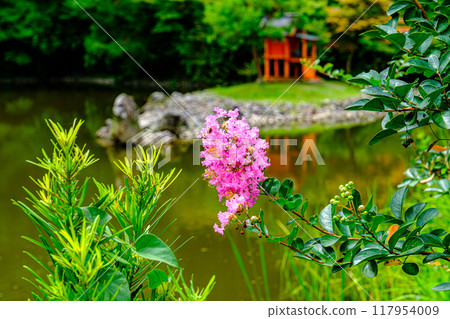 京都淨琉璃寺的紫薇紫薇 京都淨琉璃寺的紫薇紫薇 117954009