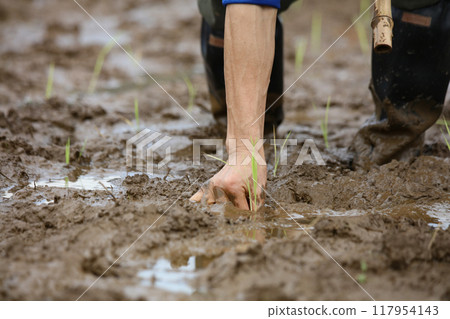 如何種植水稻 117954143