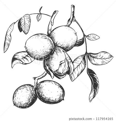 Walnuts are hand drawn. Vector illustration in engraving technique. Ingredient for nut paste, butter, Nocino liqueur. For packaging design. Linear ink drawing. 117954165