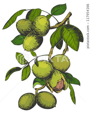 Walnuts hand drawn. Branch with leaves and ripe nuts. Vector illustration in color engraving technique. Ingredient for nut paste, oil, Nocino liqueur. For packaging design. Linear ink drawing. 117954166