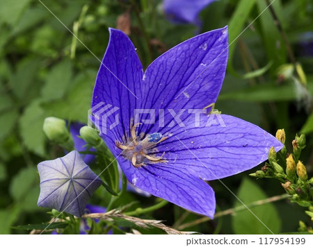 Bellflower 117954199