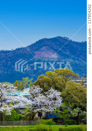 [Kyoto scenery] Cherry blossoms and mountains seen from the Kamo River (Mount Hiei/Mount Daimonji) 117954202