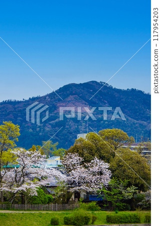 [Kyoto scenery] Cherry blossoms and mountains seen from the Kamo River (Mount Hiei/Mount Daimonji) 117954203