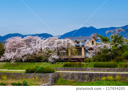 [京都風景]從鴨川看到的櫻花和山脈（比叡山/大文字山） 117954205