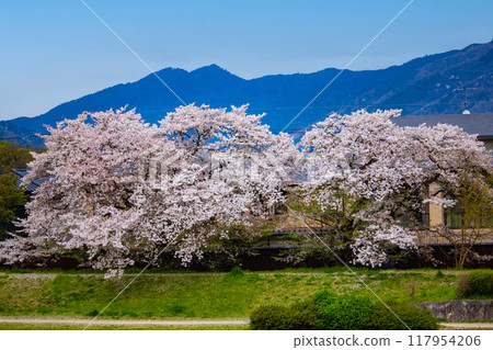 [Kyoto scenery] Cherry blossoms and mountains seen from the Kamo River (Mount Hiei/Mount Daimonji) 117954206