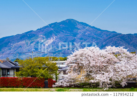 [京都風景]從鴨川看到的櫻花和山脈（比叡山/大文字山） 117954212