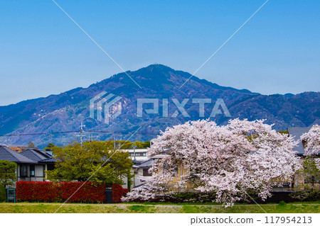 [Kyoto scenery] Cherry blossoms and mountains seen from the Kamo River (Mount Hiei/Mount Daimonji) 117954213