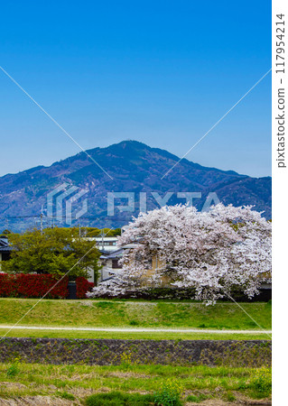 [Kyoto scenery] Cherry blossoms and mountains seen from the Kamo River (Mount Hiei/Mount Daimonji) 117954214