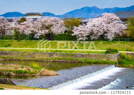 [Kyoto scenery] Cherry blossoms and mountains seen from the Kamo River (Mount Hiei/Mount Daimonji) 117954215