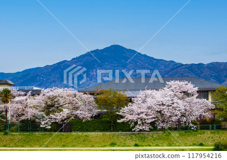 [Kyoto scenery] Cherry blossoms and mountains seen from the Kamo River (Mount Hiei/Mount Daimonji) 117954216