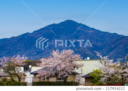[Kyoto scenery] Cherry blossoms and mountains seen from the Kamo River (Mount Hiei/Mount Daimonji) 117954221