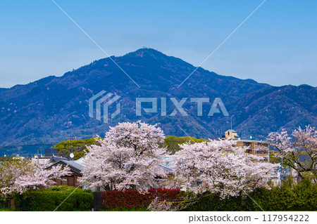 [京都風景]從鴨川看到的櫻花和山脈（比叡山/大文字山） 117954222