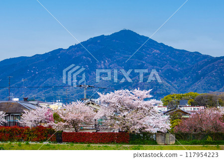 [京都風景]從鴨川看到的櫻花和山脈（比叡山/大文字山） 117954223