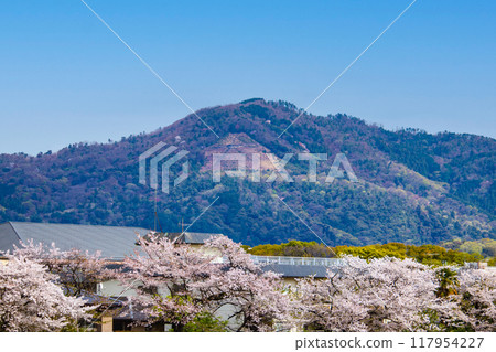 [京都風景]從鴨川看到的櫻花和山脈（比叡山/大文字山） 117954227