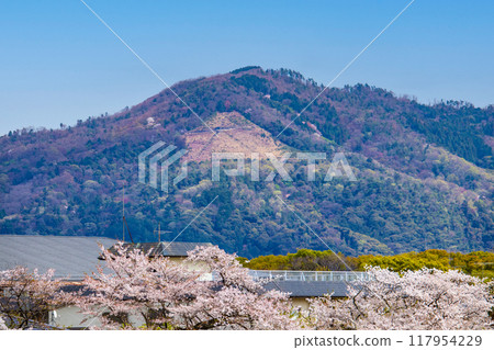 [京都風景]從鴨川看到的櫻花和山脈（比叡山/大文字山） 117954229