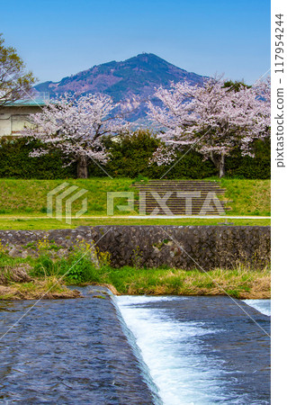 [Kyoto scenery] Cherry blossoms and mountains seen from the Kamo River (Mount Hiei/Mount Daimonji) 117954244