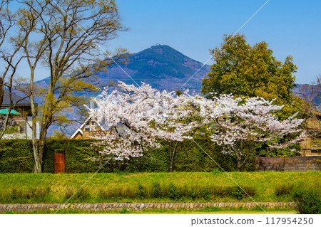 [京都風景]從鴨川看到的櫻花和山脈（比叡山/大文字山） 117954250