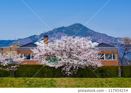 [京都風景]從鴨川看到的櫻花和山脈（比叡山/大文字山） 117954254
