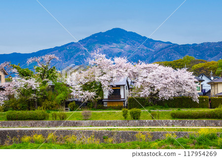 [京都風景]從鴨川看到的櫻花和山脈（比叡山/大文字山） 117954269
