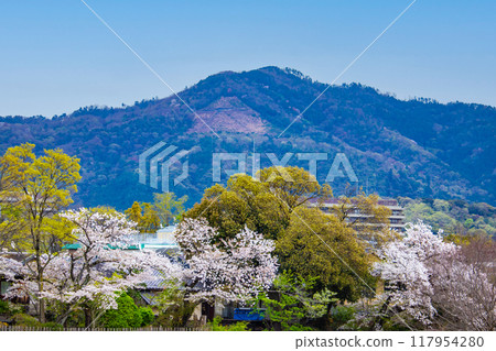 [Kyoto scenery] Cherry blossoms and mountains seen from the Kamo River (Mount Hiei/Mount Daimonji) 117954280