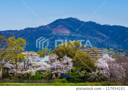 [京都風景]從鴨川看到的櫻花和山脈（比叡山/大文字山） 117954281