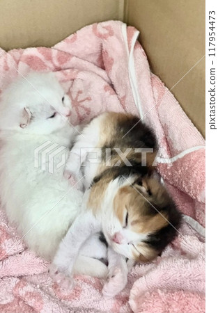 Sleeping friendly kittens 117954473