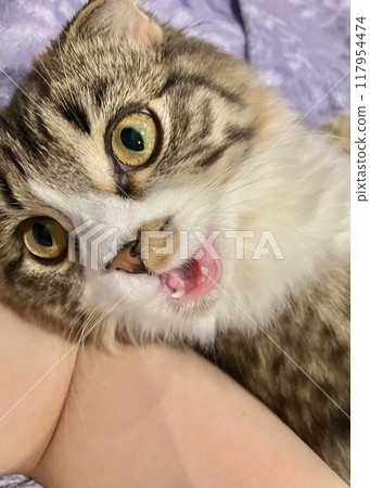Faced pussy 117954474