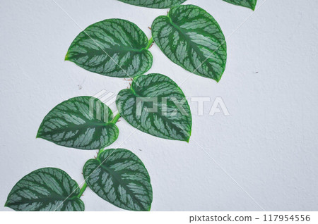Monstera Dubia or Satin Pothos, Silk Pothos or Silver hilodendron or Scindapsus pictus Hassk or Argyreus or Araceae Monstera Dubia or Satin Pothos, Silk Pothos or Silver hilodendron or Scindapsus pictus Hassk or Argyreus or Araceae 117954556