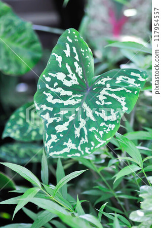 Colocasia Esculenta Hilo Beauty,Colocasia or Esculenta Hilo or Colocasia bicolor 117954557