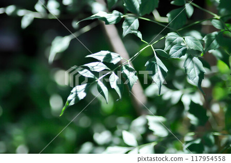 Cork tree, Indian cork tree or Millingtonia hortensis Linn or BIGNONIACEAE or small Cork tree 117954558