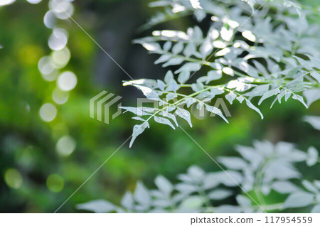 Cork tree, Indian cork tree or Millingtonia hortensis Linn or BIGNONIACEAE or small Cork tree Cork tree, Indian cork tree or Millingtonia hortensis Linn or BIGNONIACEAE or small Cork tree 117954559