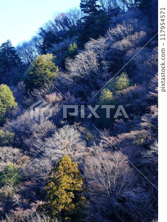 沐浴在朝陽下的冬日小樹林 [相模原市築井市 1 月] 117954571