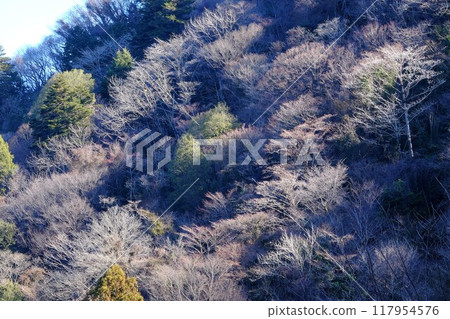 Winter trees bathed in the morning sun [Tsukui, Sagamihara City, January] 117954576