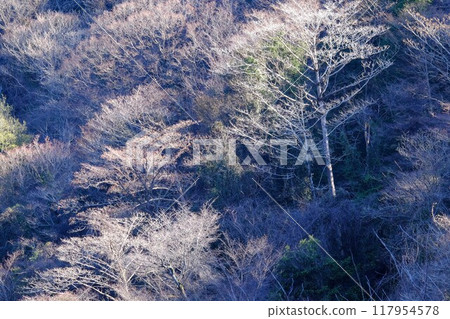 冬天的樹木在早晨的陽光下閃閃發光[相模原市津久井，1月] 117954578