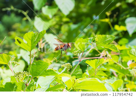 A hornet flies around searching for food in a bush of wild grapes (yamabudo). 117954742